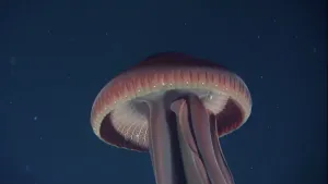 Een foto van een diepzee kwal.