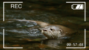 Een foto van een zwemmende otter. Zijn kop komt boven het water uit. In beeld zie je ook de tekst "REC" en een batterij symbooltje en een tijdsaanduiding. 