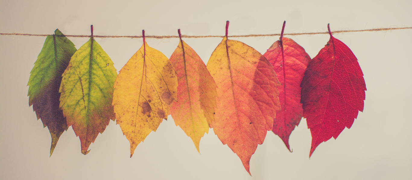 Herfstbladeren