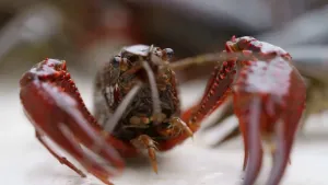 Een foto van een rivierkreeft van dichtbij genomen.