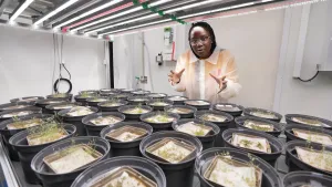 Een foto van presentator Tirsa die in een laboratorium staat achter een kweekbak gevuld met planten in potten. 