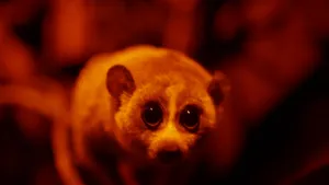 Een foto van een dier van de diersoort plompe lori die recht in de camera kijkt. De plompe lori is een klein, aapachtig diertje met grote ogen. De foto is in het donker genomen, omdat het dier vooral 's nachts actief is.