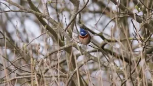 Een foto waar er een rietvogel in een boom zit.