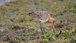 Een foto van een grutto die in de polder zoekt naar voedsel.