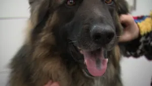 Een foto van de kop van een hond van de hondensoorten oud-duitse Herder met zijn bek open. De foto is dichtbij genomen en zijn natte neus is scherp zichtbaar.