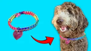 Foto van hond en kralenketting. Er is een pijl van de kralenketting naar de hals van de hand.