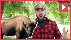 Een foto van boswachter Tim bij een foto van een wisent, een soort bison.