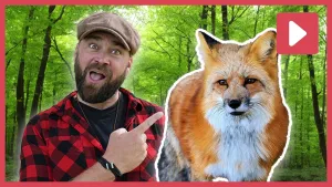 Een foto van boswachter Tim die wijst naar een foto van een vos.