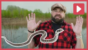 Een foto van boswachter Tim die schrikt van een getekende ringslang.