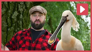 Een foto van boswachter Tim die verbaasd kijkt naar een getekende lepelaar.