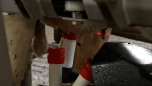 Foto van koeienspenen in melkrobot, wit met rood gekleurde tubes die om de speen heen zitten.