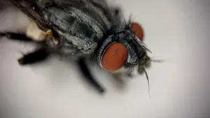 Foto van een huisvlieg met een zwart lijfje en twee grote rode ogen.