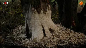 Foto van een boom die aan de stam geknaagd is door een bever. Er liggen schilfers op de grond eromheen, de stam is wit geworden omdat er geen bast meer is.