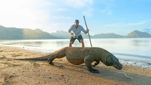 Foto van Freek Vonk op een strand met een stok in zijn hand. Voor hem loopt een hele grote hagedis met uitgestoken tong.