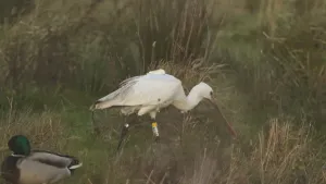 Foto van een witte vogel met een lange snavel en lange poten die door het gras loopt. Ook is er een eend te zien.