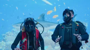 Een foto van twee mensen onder water met een wetsuit aan en een duikmasker op, op de achtergrond zwemmen oranje vissen en een haai.