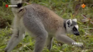 Een foto van een Maki aap die door het gras loopt op vier poten met zijn zwart-witte staart in de lucht. 