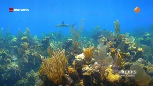 Een foto van onder water met een kleurrijk koraal met in de achtergrond een haai en een school vissen.