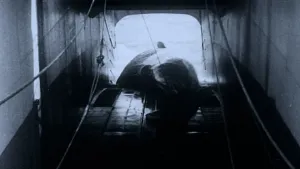 Walvis wordt binnengehaald op schip.