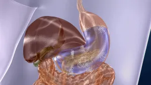 Tekening van de binnenkant van een maag.