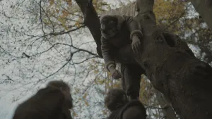 Een foto van een Engelse piloot die in een boom hangt.  Twee mensen op de grond kijken naar hem. Het beeld is nogal donker.