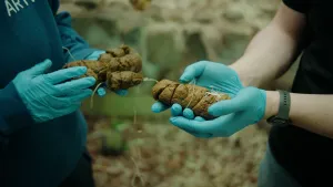 Handen in blauwe handschoentjes houden drollen van gorilla's vast.