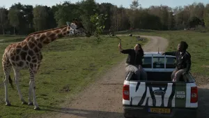Een giraf ruikt aan een takje dat door twee mensen uit een auto wordt gestoken