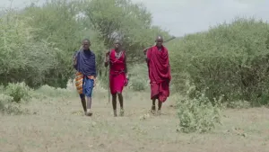 Een foto van drie Masai mannen, twee van hen dragen rode kleding een bluaw met geeld, ze lopen naast elkaar richting de camera door het gras, op de achtergrond groene bomen en struiken.