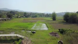 Een foto van groene rijstvelden met op de achtergrond bergen. 