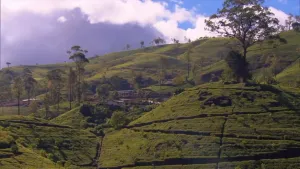 Een foto van een Sri Lankaans landschap, een groene heuvel met enkele bomen, de lucht is blauw met witte wolken.