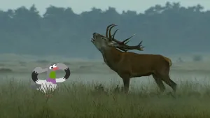 Foto van een burlend hert op de Veluwe, ernaast staat een illustratie van een duif die zijn vingers in zijn oren steekt.
