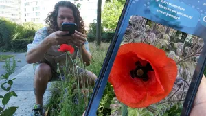 Een foto van pascal die een foto maakt van een klaproos en rechts in beeld houdt iemand een telefoon omhoog waar de foto van de klaproos te zien is.