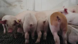 Foto van biggetjes op een rij, drie gezien van achteren en eentje van voren, ze drinken waarschijnlijk bij hun moeder.