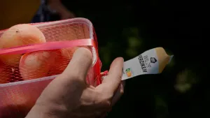 Een foto van een hand die een bak perziken vasthoudt, op het labeltje staat Wilde perziken.