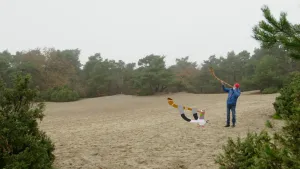 Foto van midwinterhoornblazer op Overijsselse zandverstuiving met illustratie van duif die ook op een midwinterhoorn blaast.