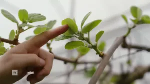 Een foto van een hand die een mini kiwi aanwijst in een kiwistruik.