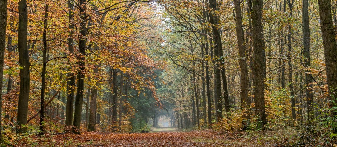 Nederlands bos in Soest (Pexels)