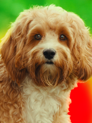 Foto van een labradoodle die achter een boom vandaan komt.