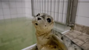 Jonge zeehondenpup in opvang, kijkt met grote zwarte ogen naar de camera. Superschattig.