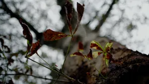 Foto van stervende paardekastanje, met bruine bladeren die uit de stam komen.