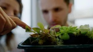 Presentator wijst naar plantje met plakkerige draadjes die wetenschapper gebruikt voor zijn onderzoek naar ongediertebestrijding op een natuurlijke manier.
