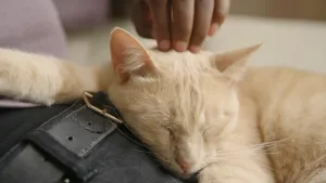 Een foto van een lichtrode kat die heerlijk op iemands schoot ligt en geaaid wordt. Hij heeft zijn ogen dicht en is volledig ontspannen.