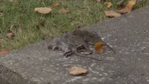 Fot van drie dode ratten liggend op een tegel.