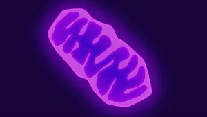 Illustratie van mitochrondrie, een paarse boonachtige structuur op een donkere achtergrond.