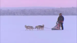 Een foto van een hondenslee met 2 honden ervoor in een besneeuwd lanschap, op de slee staat een persoon in warme kleding.