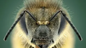 Foto van de kop van een bij van superdichtbij. Je ziet twee zwarte ogen aan de zijkant, twee zwarte voelsprieten die naar beneden wijzen en een harig kopje.