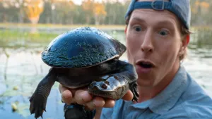 Schildpadden in Australië