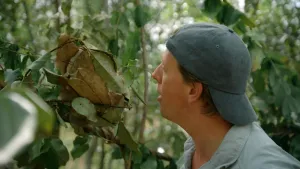 Hagedis zonder poten!