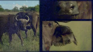 De krachtpatsers van de savanne