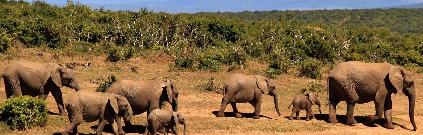 Foto van olifanten langs de waterkant in Afrika.